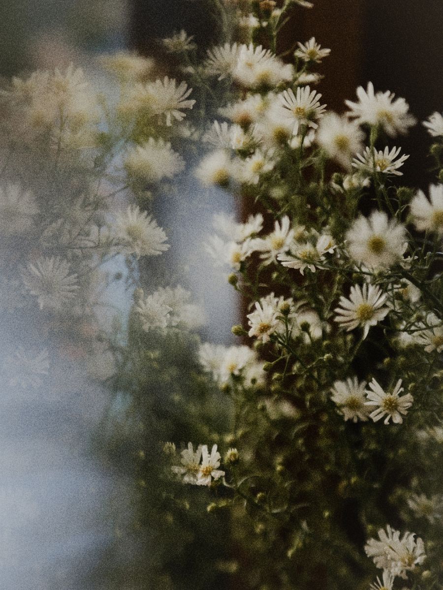 Fior di campo, floristería